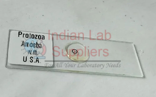 Amoeba Binary Fission Slide